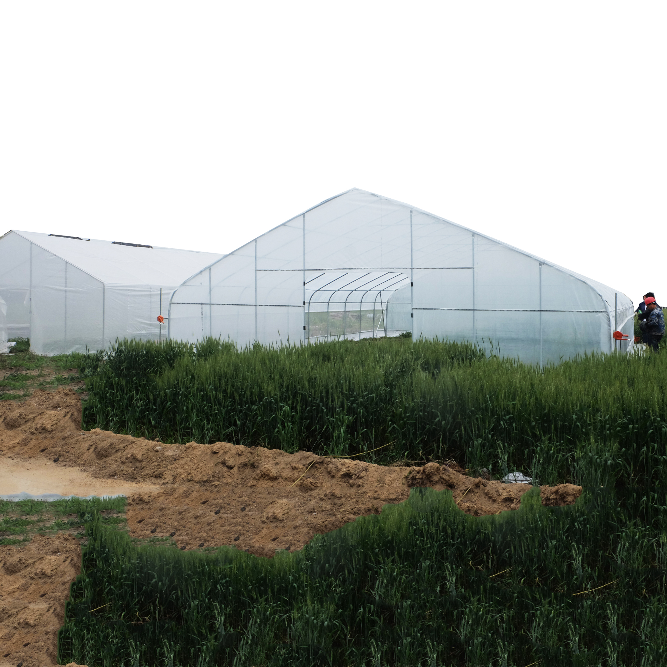 Serre tunnel agricole en cerceau de film résistant aux UV