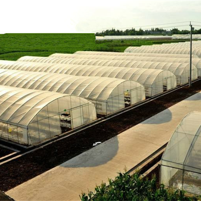 Serre tunnel agricole incurvée résistante aux UV