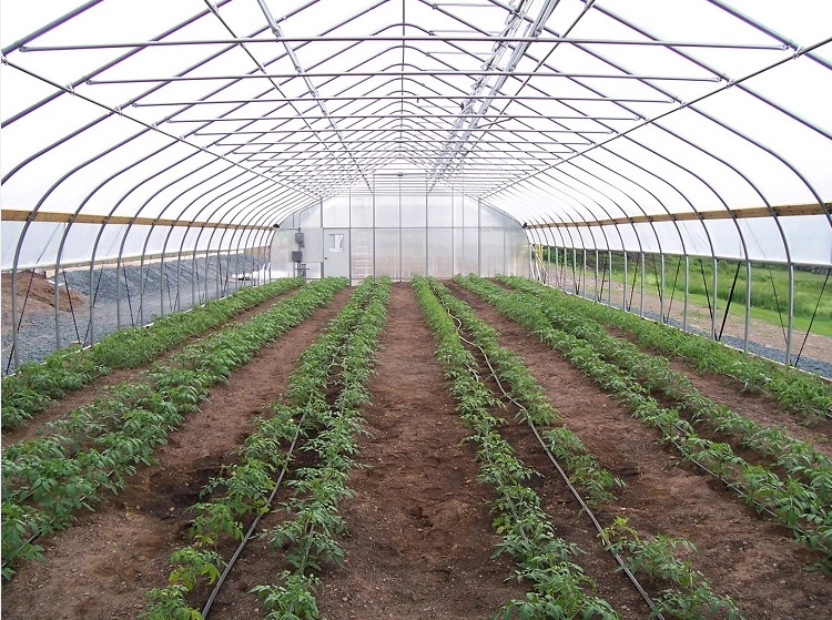 Serre tunnel agricole incurvée résistante aux UV